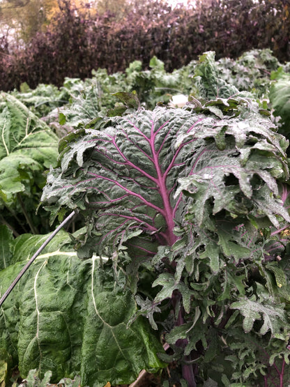 All Stars Kale Seedlings