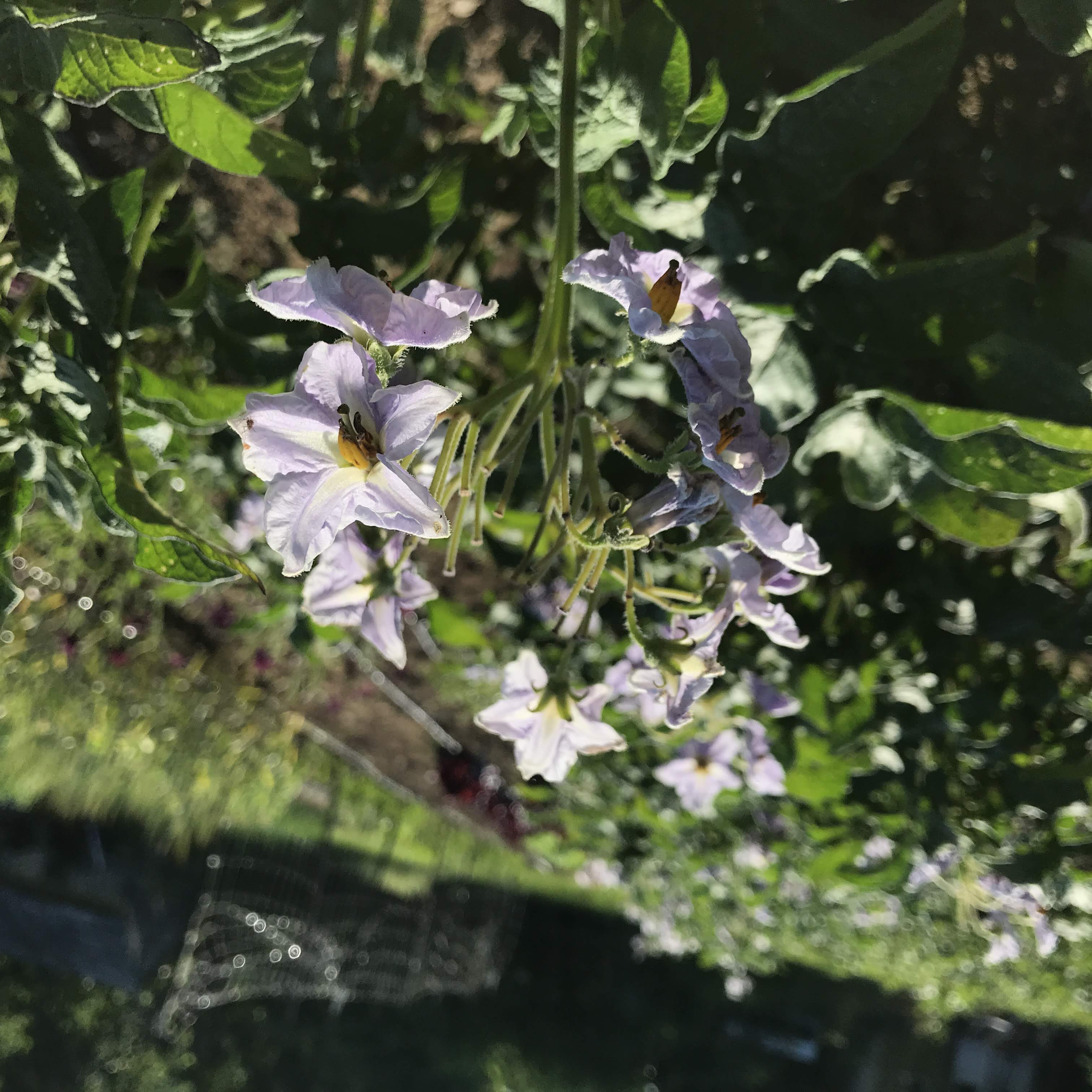 Huckleberry Gold Potato