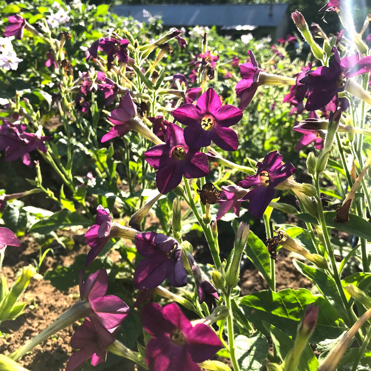 Purple Perfume Nicotiana