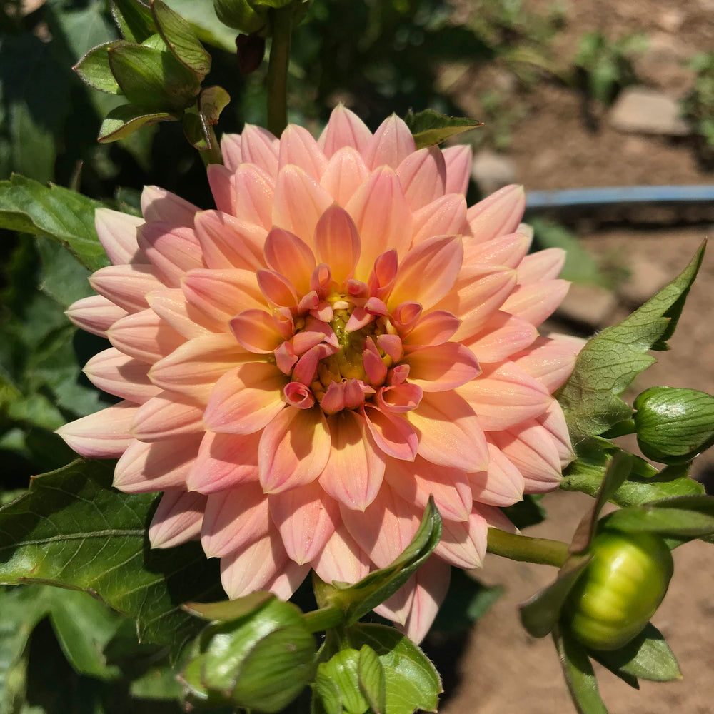 Mary Jo Dahlia Organic Tubers – Hudson Valley Seed Company