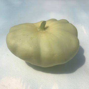 Squash Seedlings