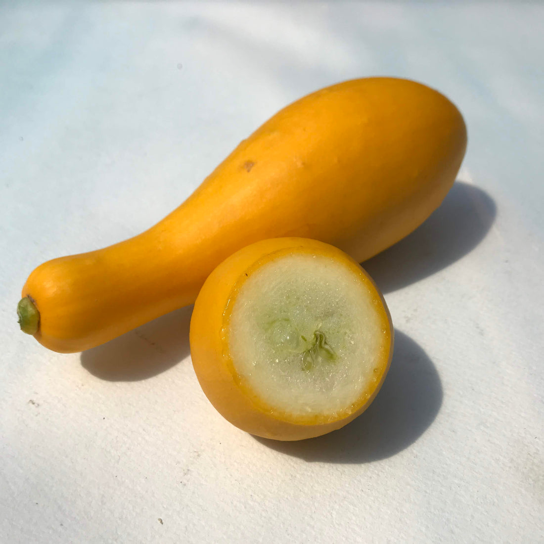 Golden Crookneck Squash Seedlings