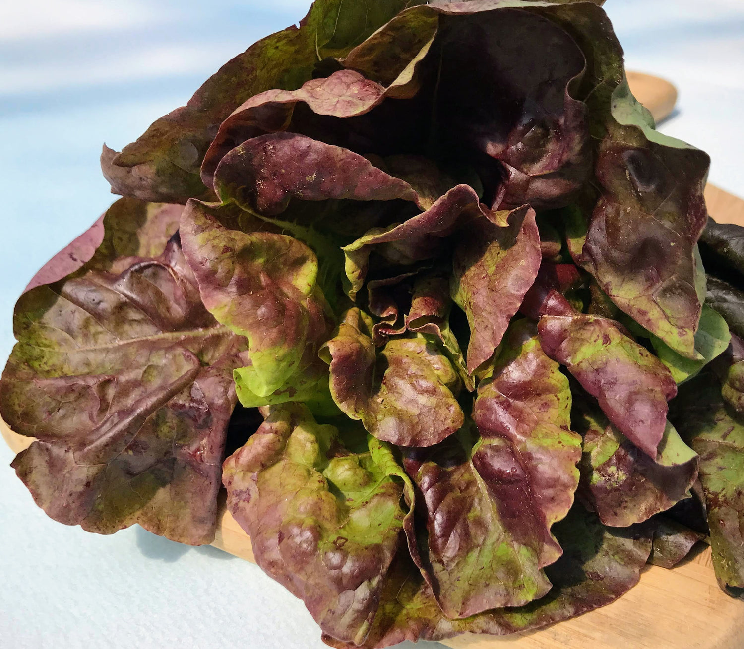 Yugoslavian Red Butterhead Lettuce