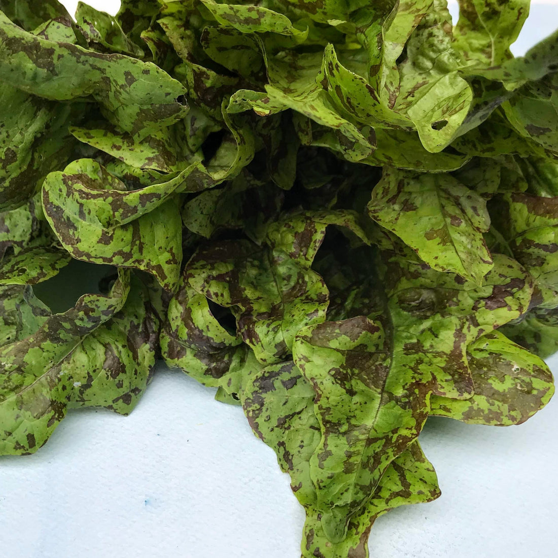 Flashy Butter Oak Lettuce