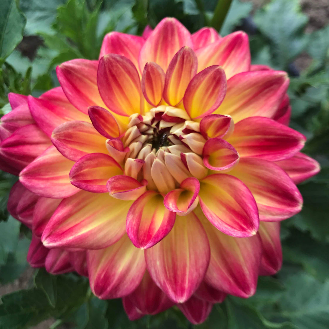 Half Pint Dahlia Tuber