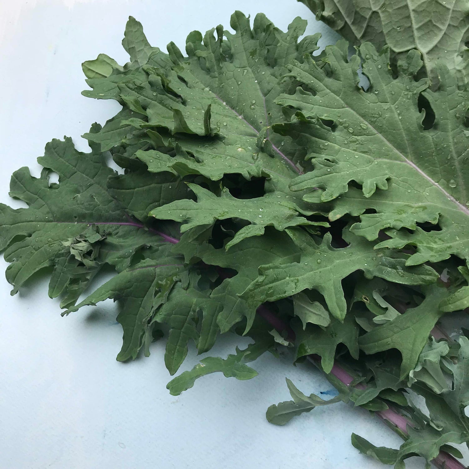 Ragged Jack Kale Seedlings