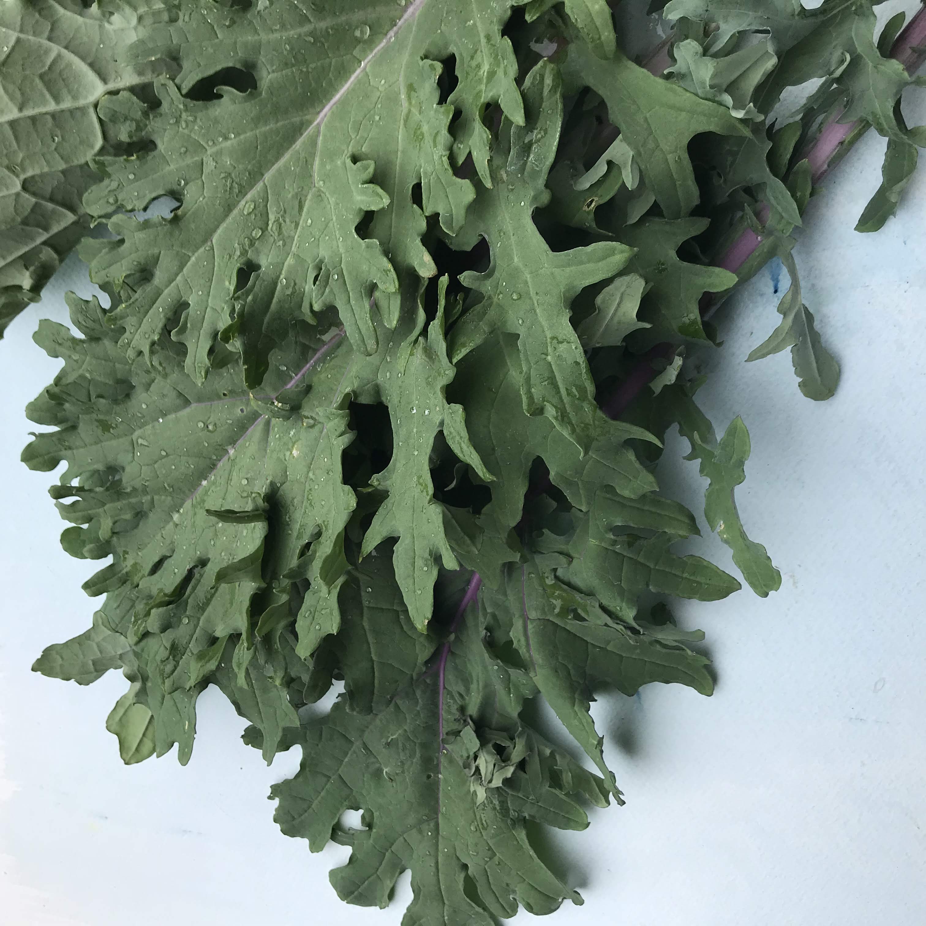 Ragged Jack Kale Seedlings