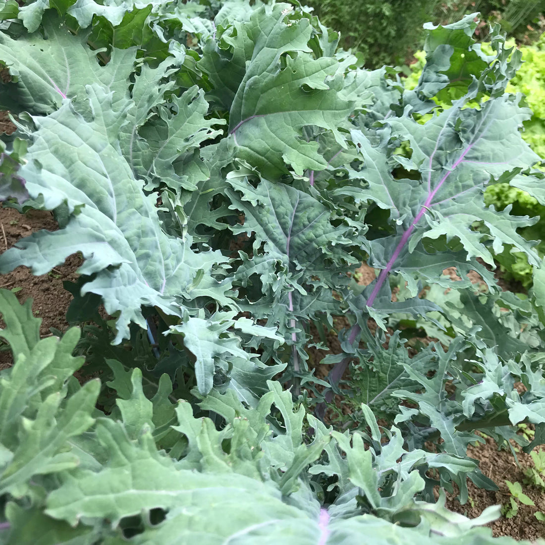 Ragged Jack Kale Seedlings