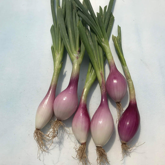 Red Long of Tropea Onion Seedlings