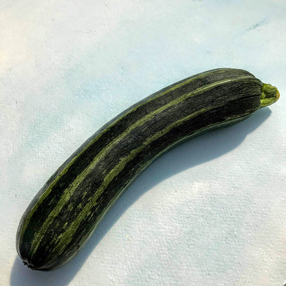 Cocozelle Zucchini