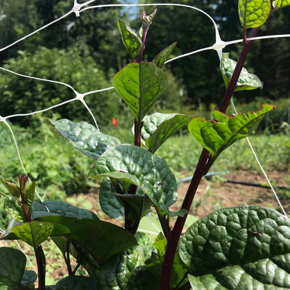 Red Malabar Spinach