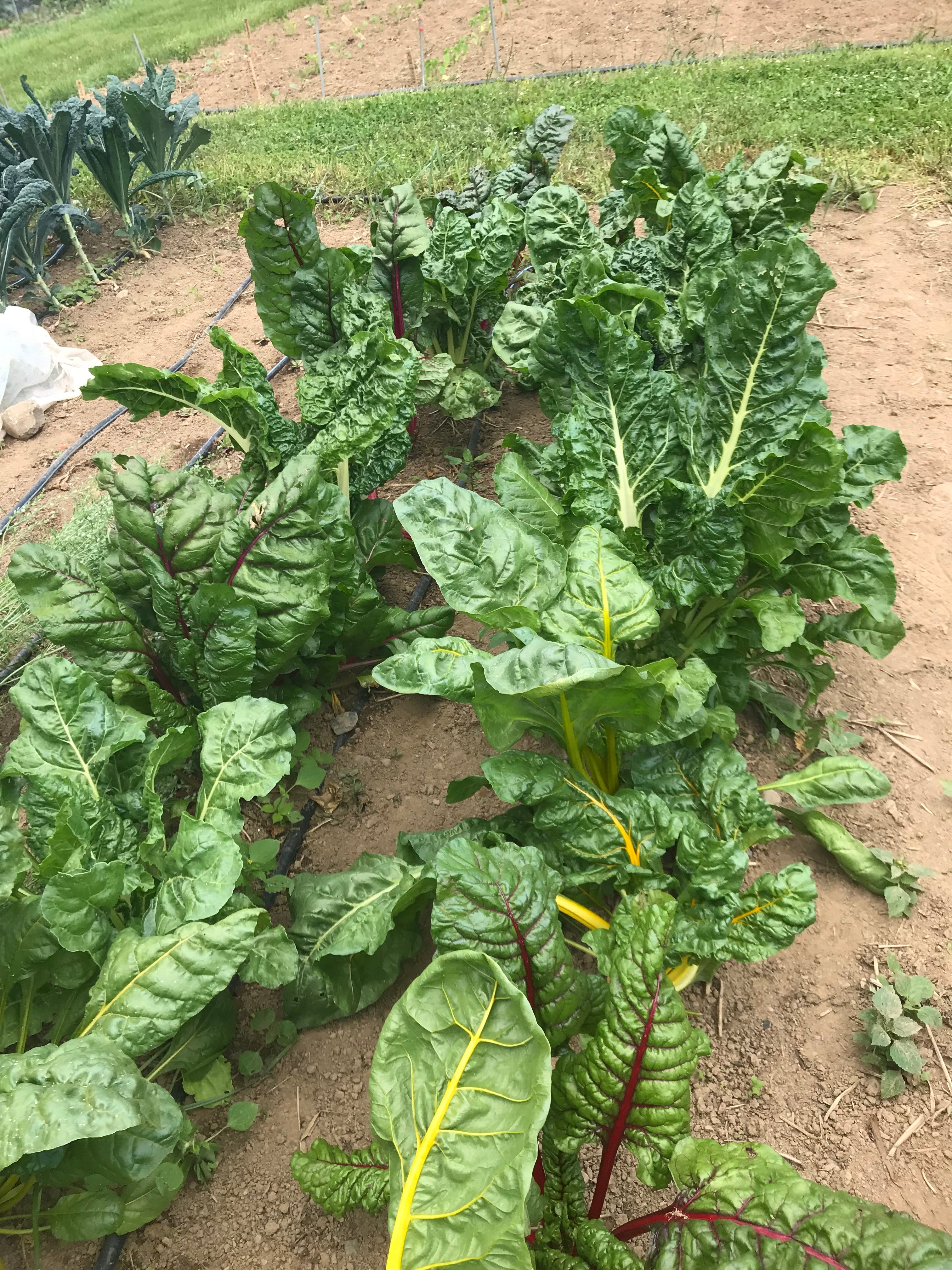 Rainbow Chard Seedlings