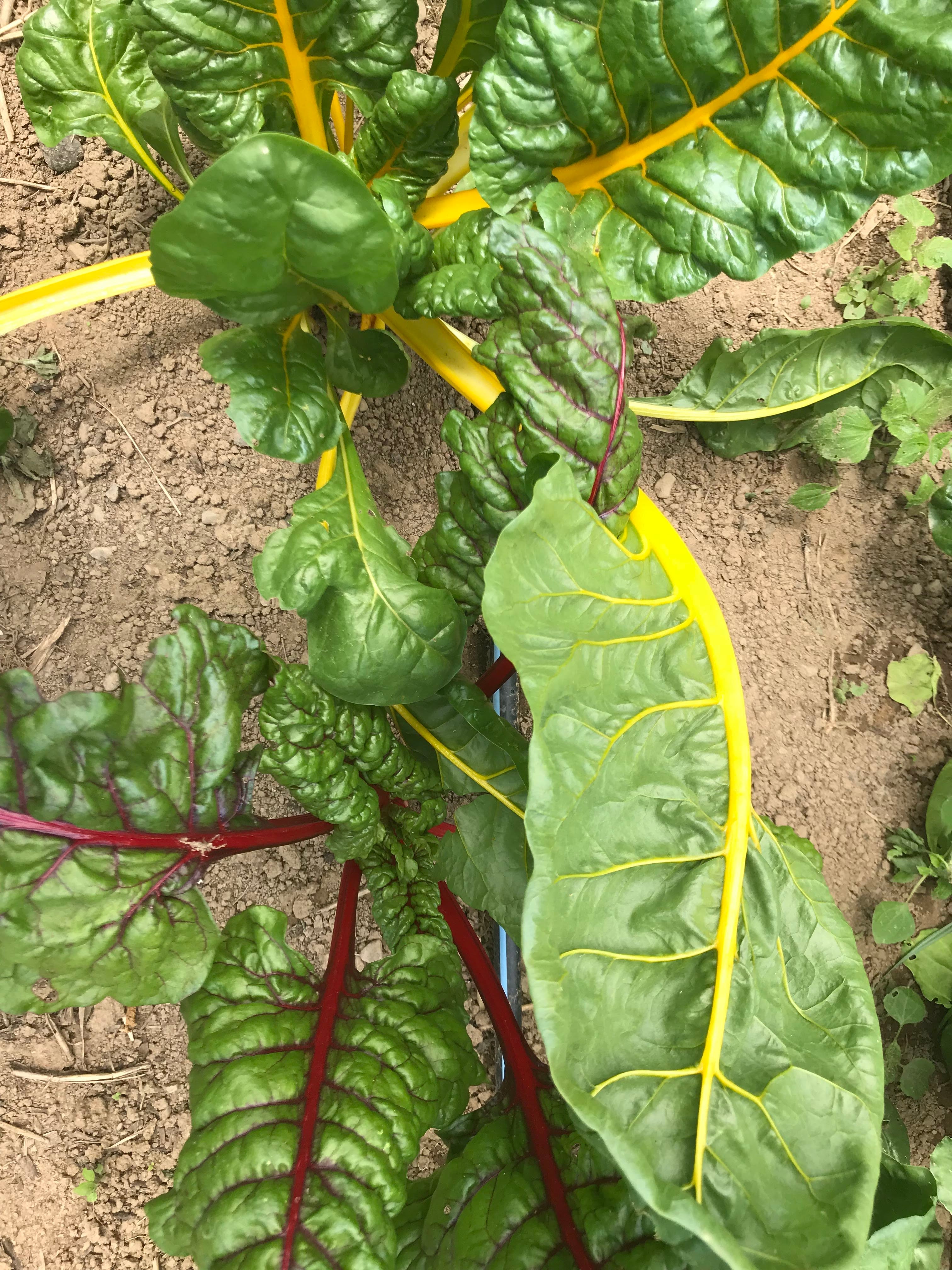 Rainbow Chard Seedlings