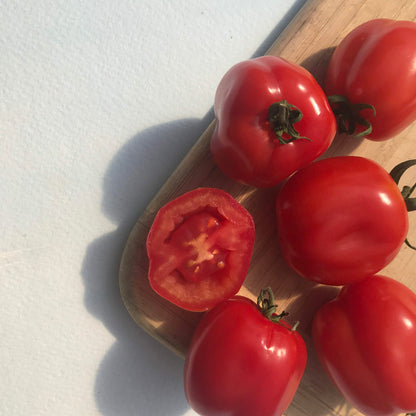 Aosta Valley Select Tomato Seedlings