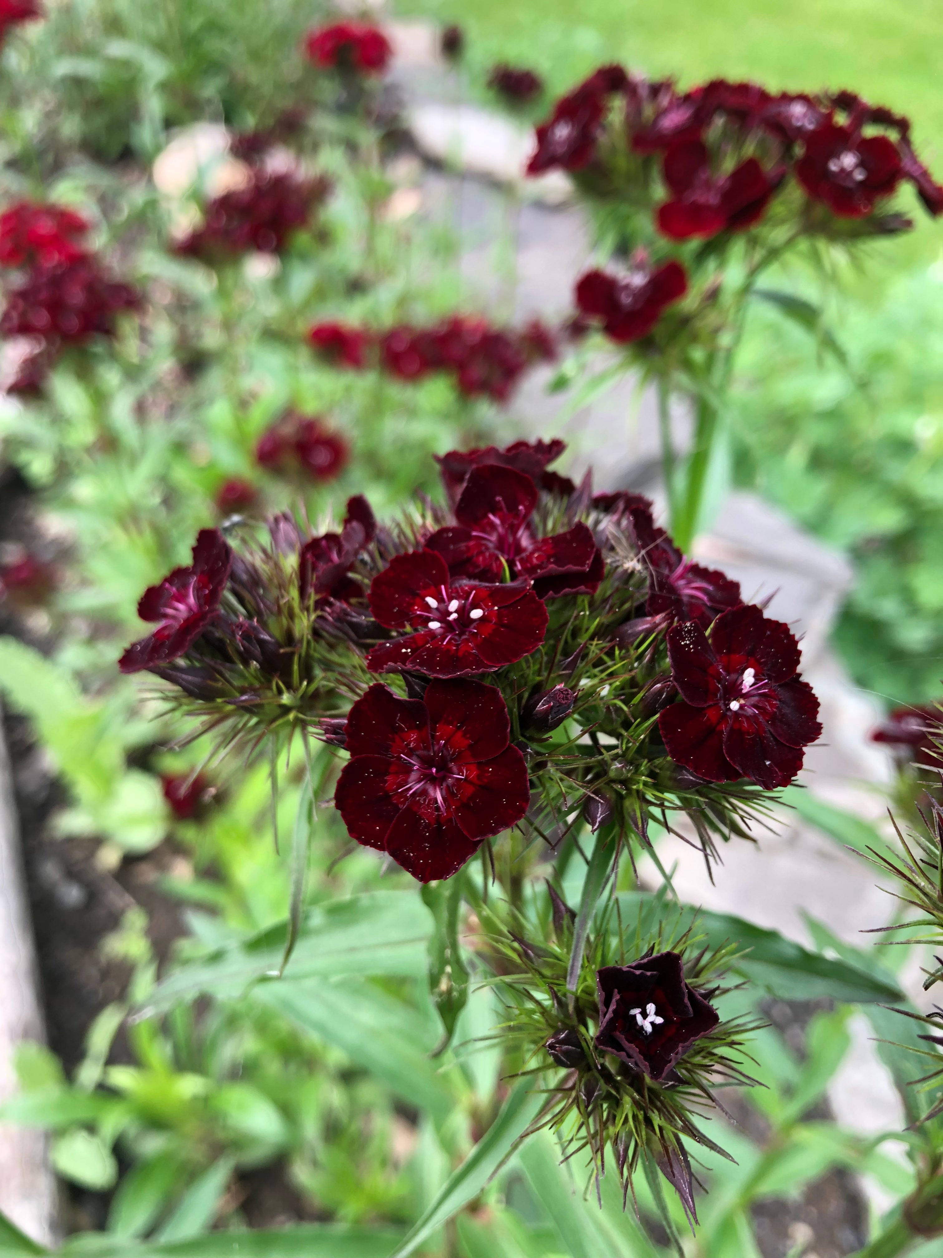 Goth Garden Flower Mix