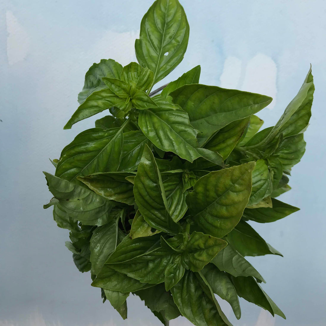 Italian Large Leaf Basil Seedlings