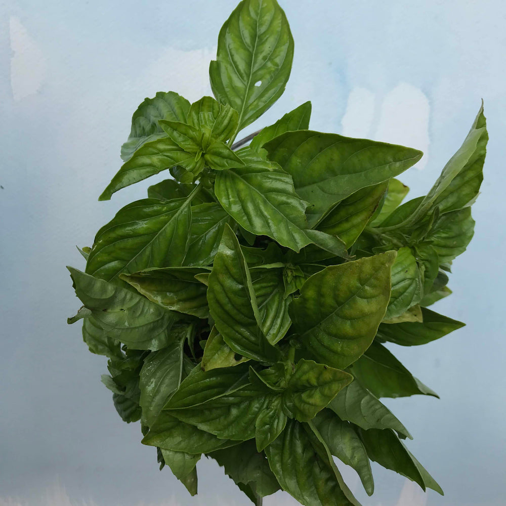Italian Large Leaf Basil Seedlings