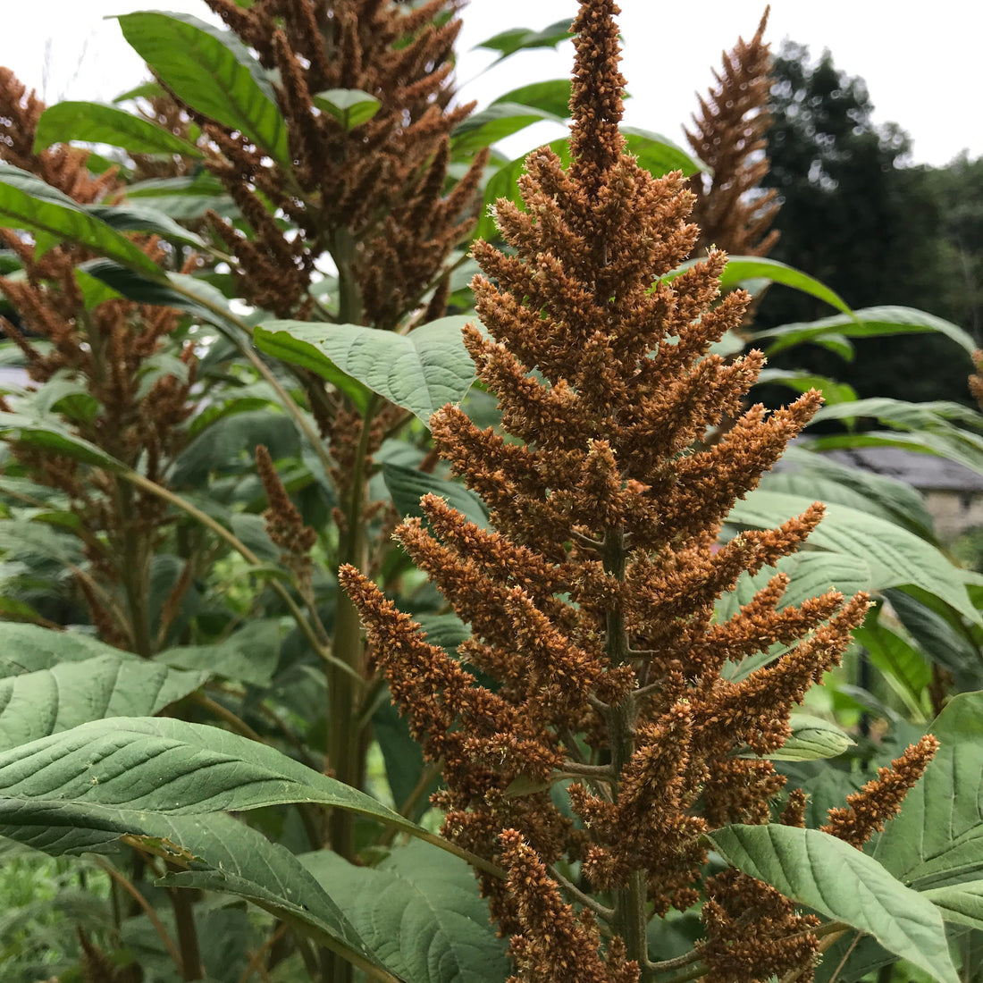 Golden Giant Amaranth