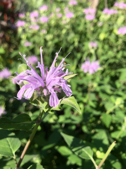 Wild Bergamot