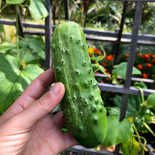 Homemade Pickles Cucumber vendor-unknown