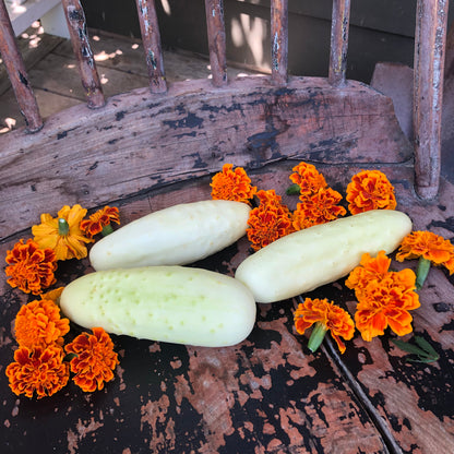 Silver Slicer Cucumber