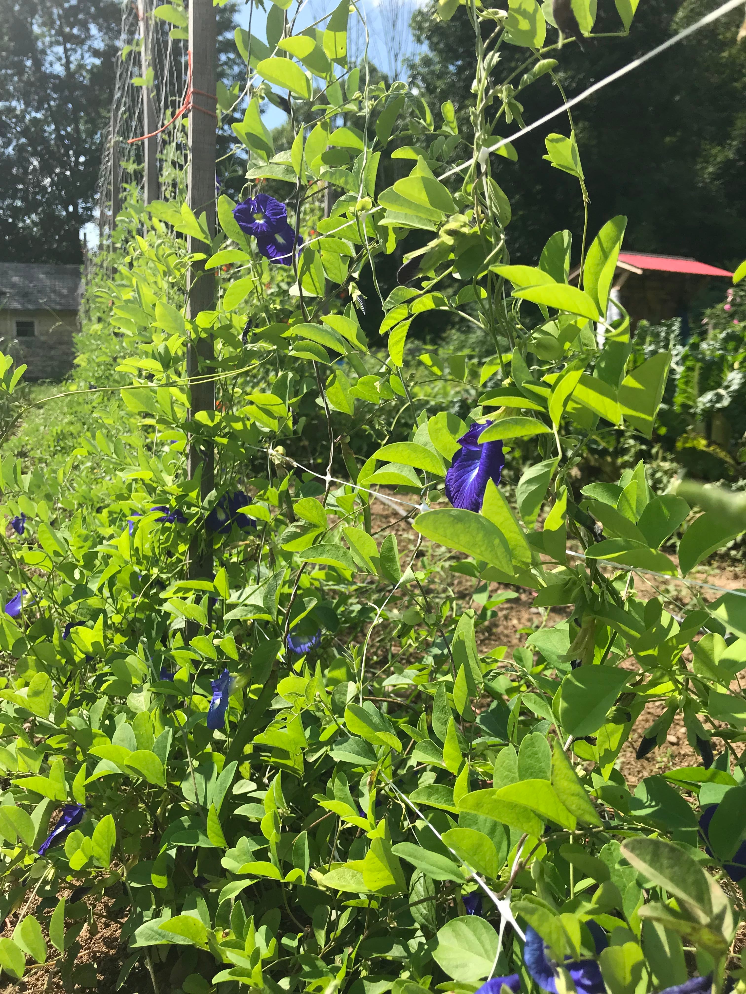 Butterfly Pea