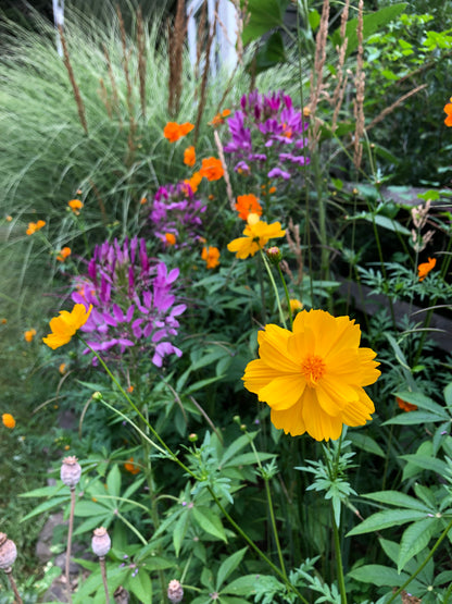 Sulphur Cosmos