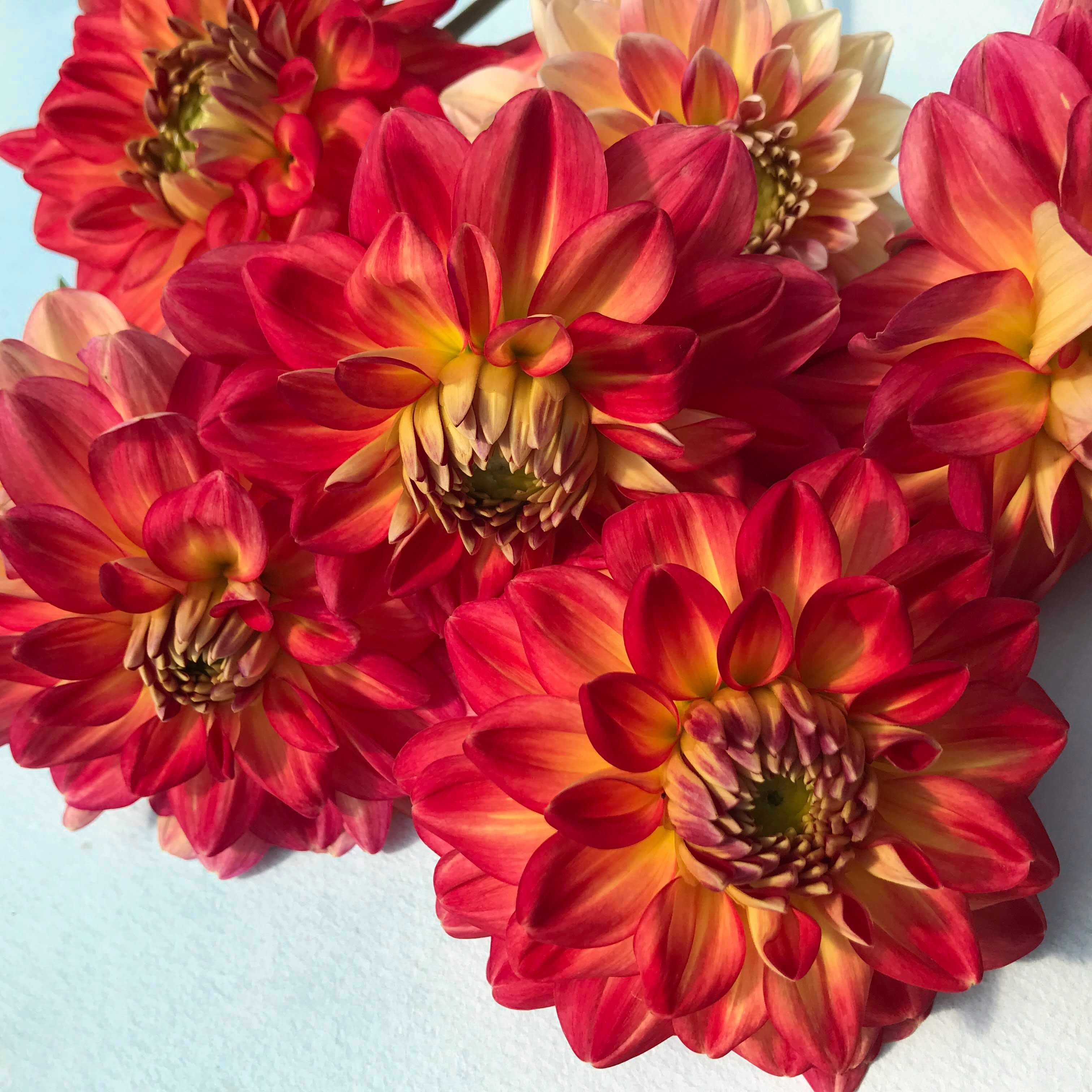 Half Pint Dahlia Tuber