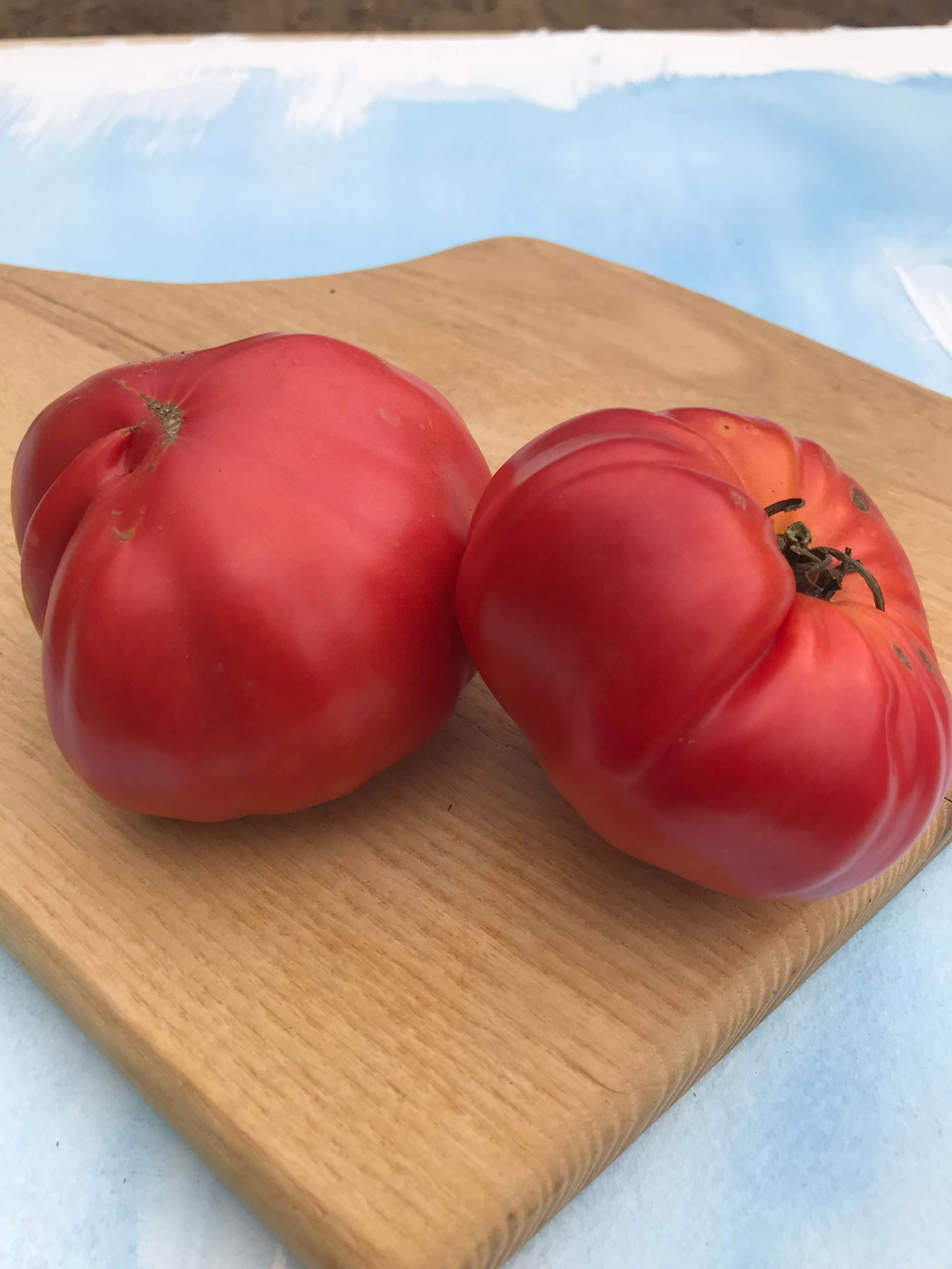 Prudens Purple Tomato Seedlings