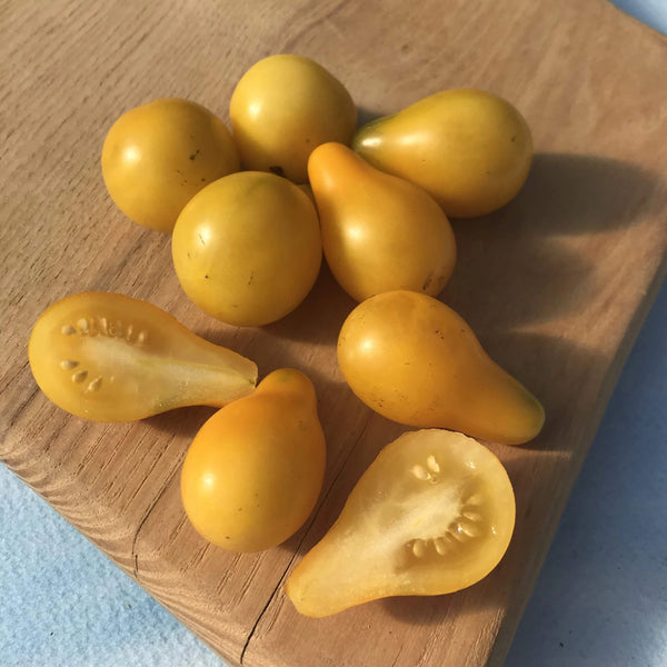 Yellow Pear Cherry Tomato Seedlings