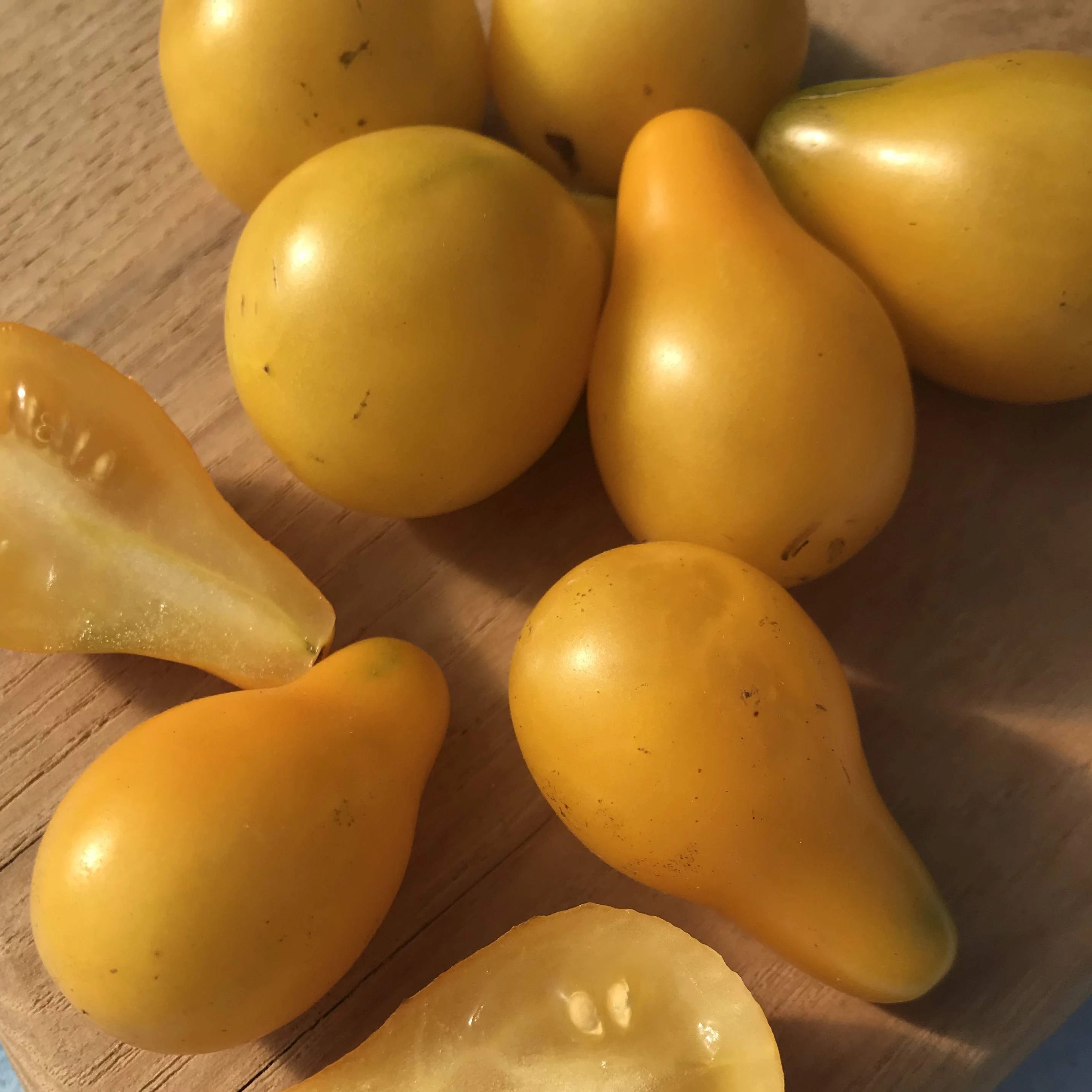 Yellow Pear Cherry Tomato Seedlings