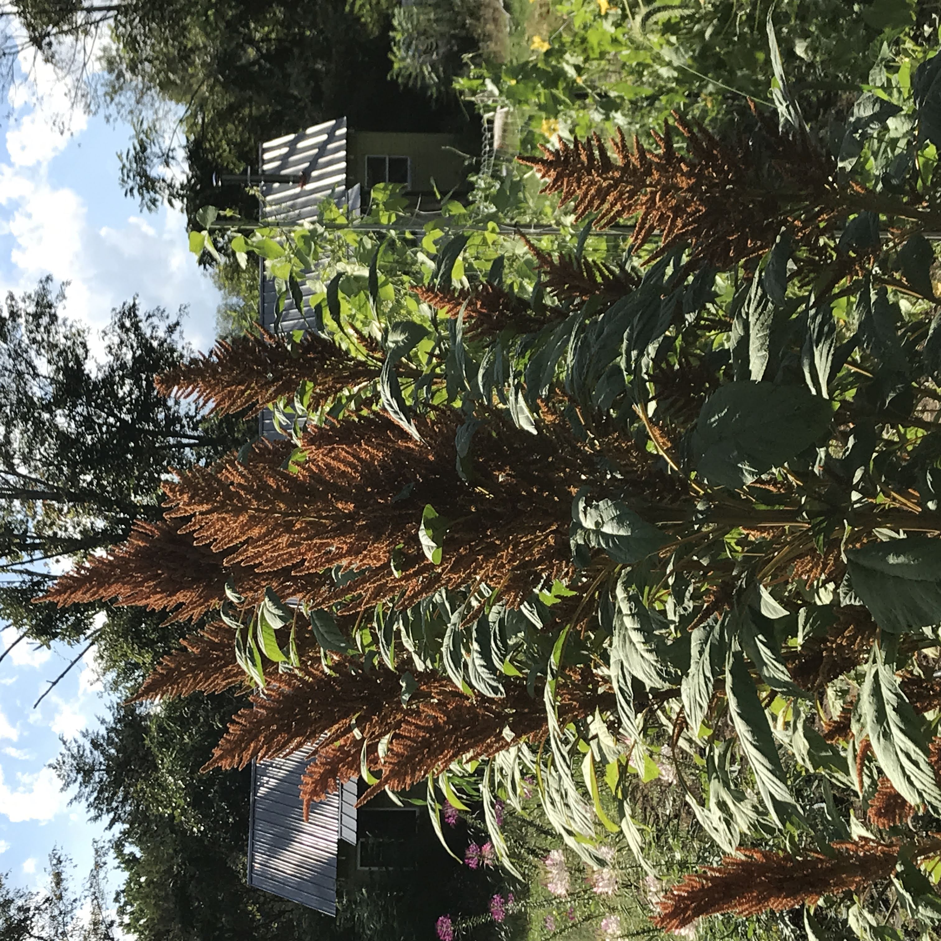 Golden Giant Amaranth