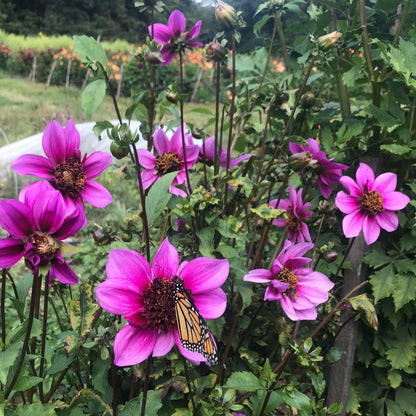 Blue Bayou Dahlia Tuber