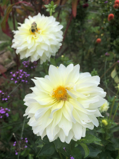 Parakeet Dahlia Tuber