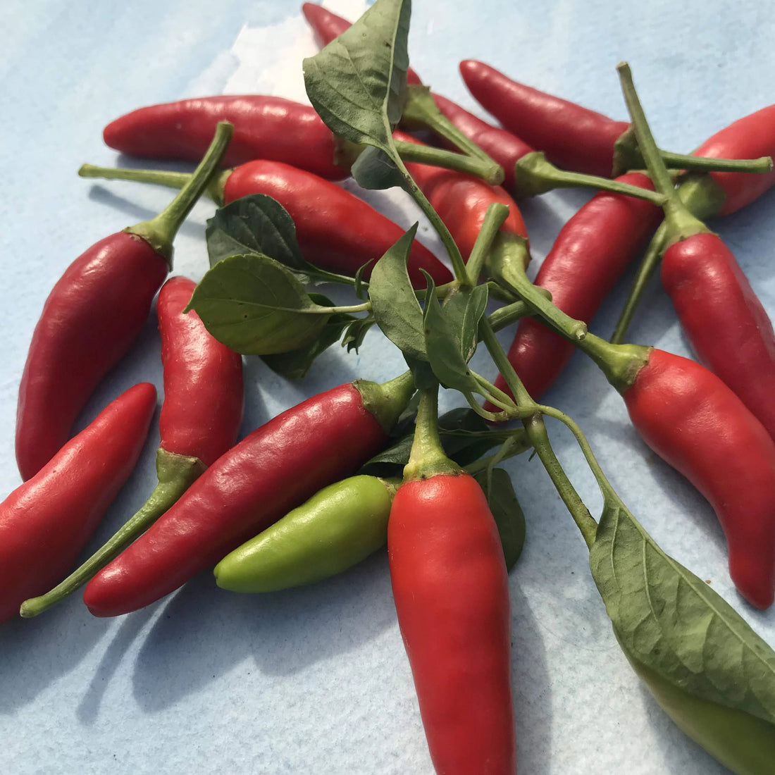 Matchbox Pepper Seedlings