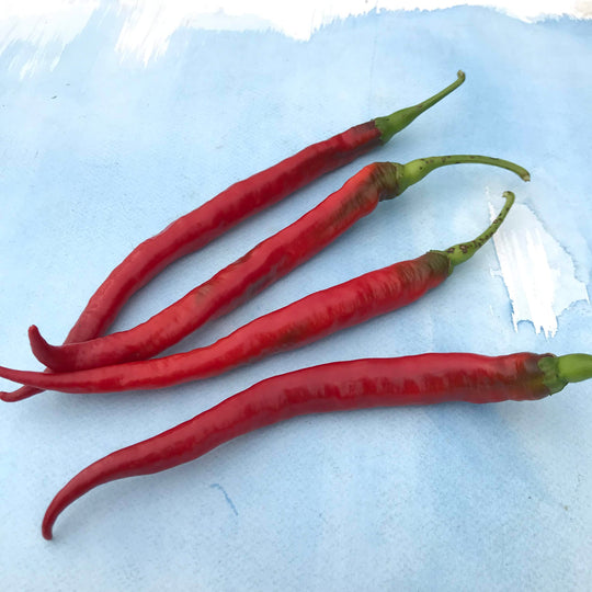 Joe's Long Cayenne Pepper Seedlings