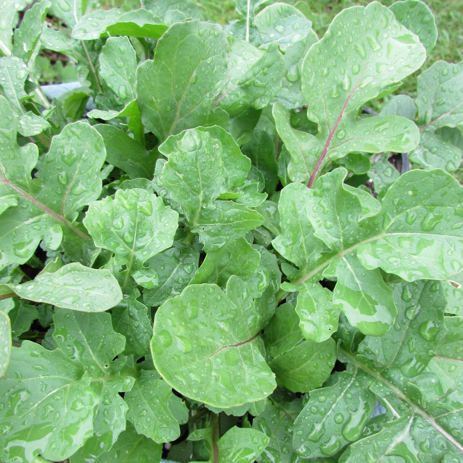 Arugula