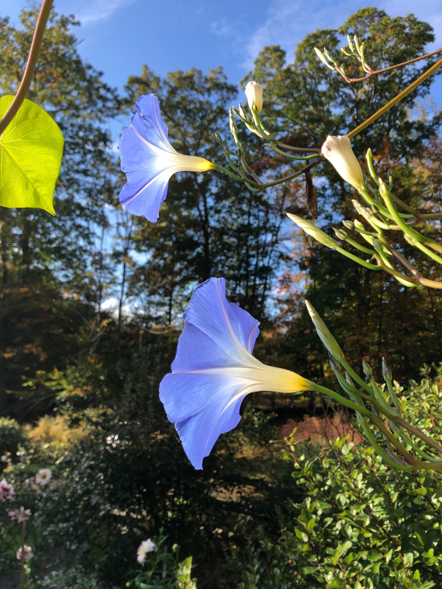 Heavenly Blue Morning Glory