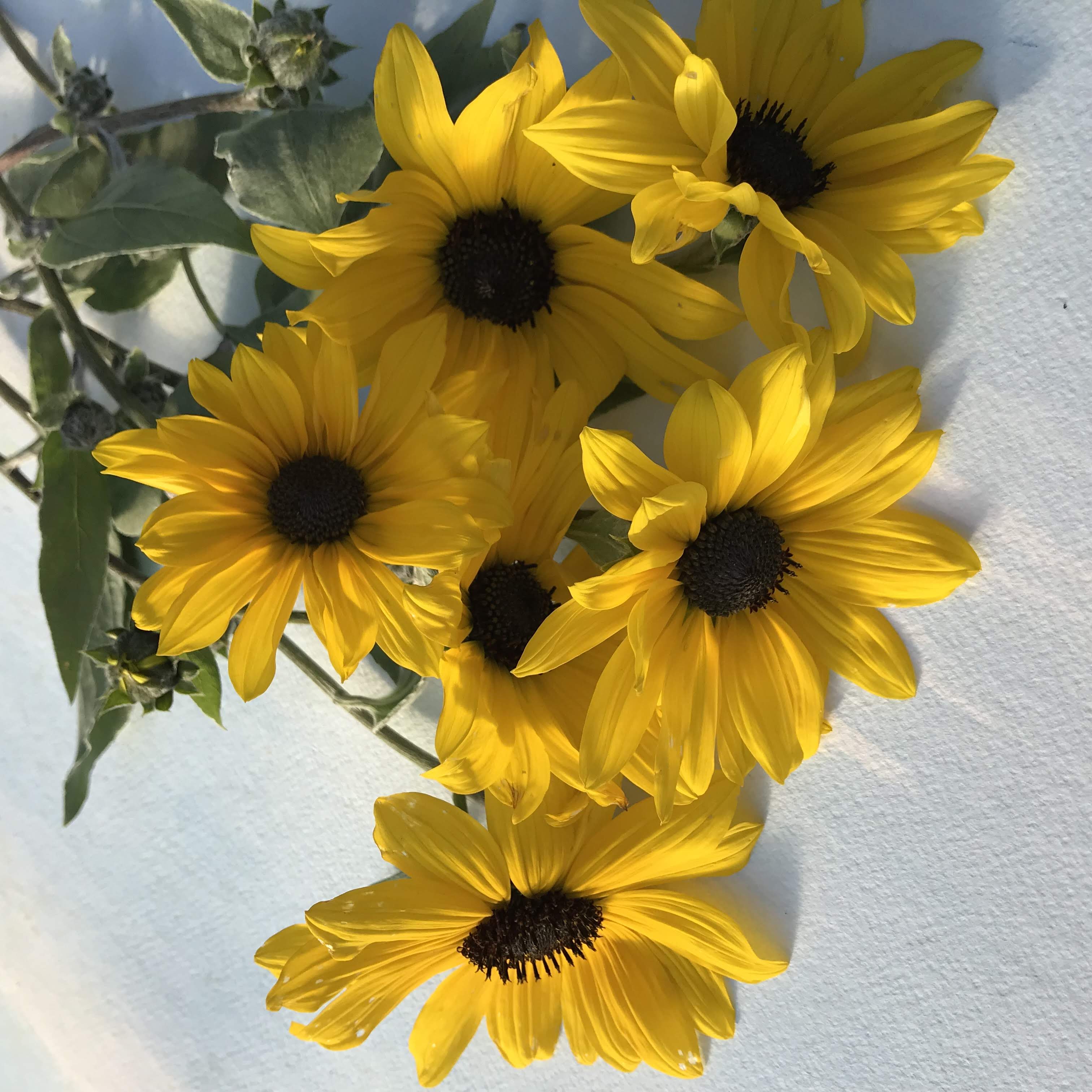 Silverleaf Sunflower Seedlings