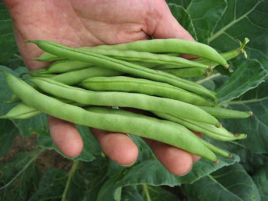 Ideal Market Green Bean vendor-unknown