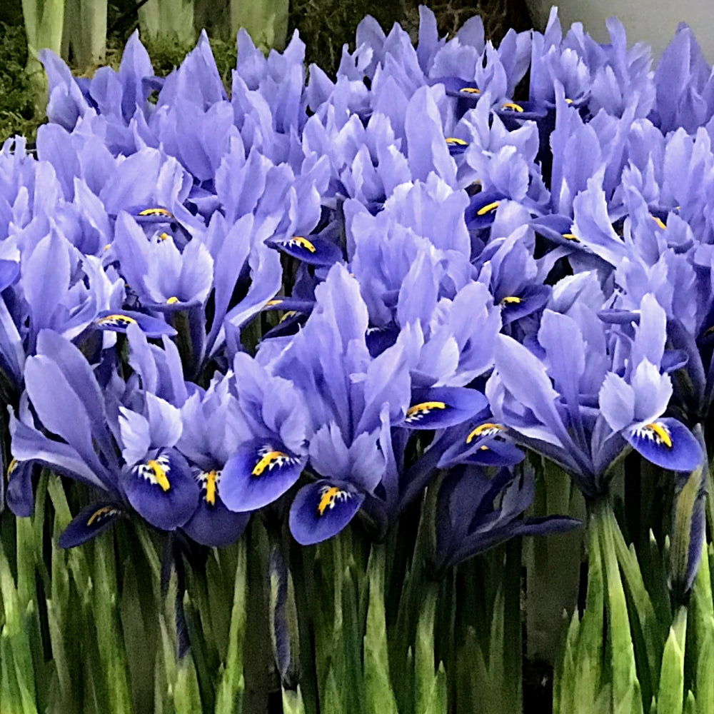 Rock Iris reticulata 'Alida'