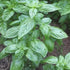 Italian Large Leaf Basil vendor-unknown