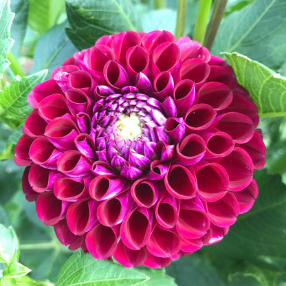 Ivanetti Dahlia Tuber vendor-unknown