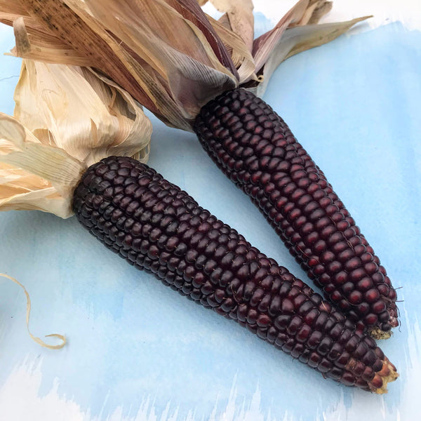 Japonica Striped Corn vendor-unknown