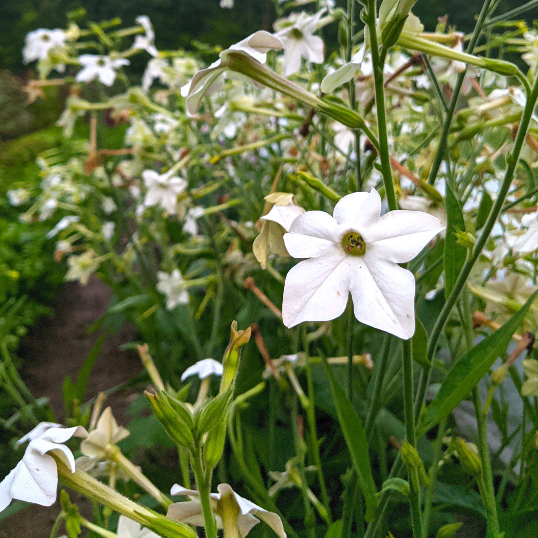 Jasmine-Scented Nicotiana