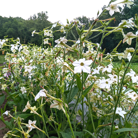 Jasmine-Scented Nicotiana vendor-unknown