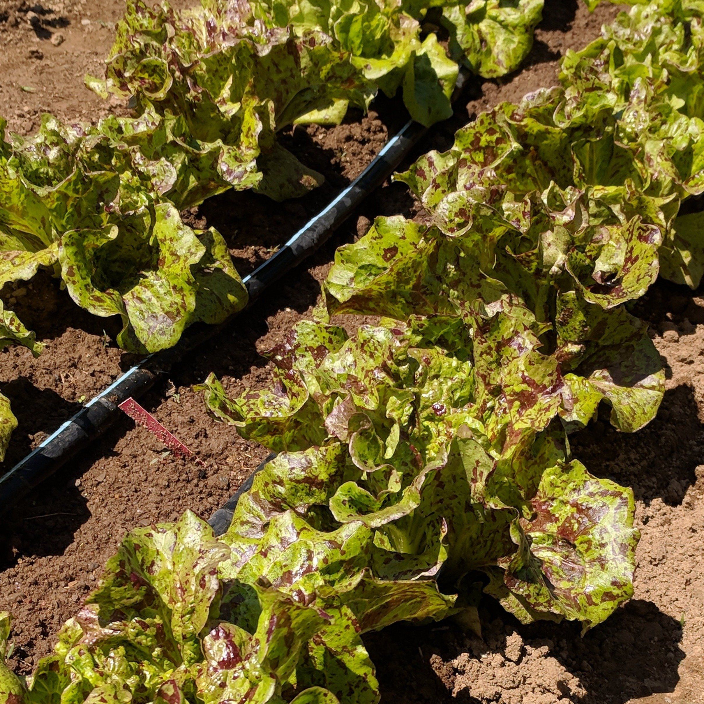 Joker Lettuce vendor-unknown