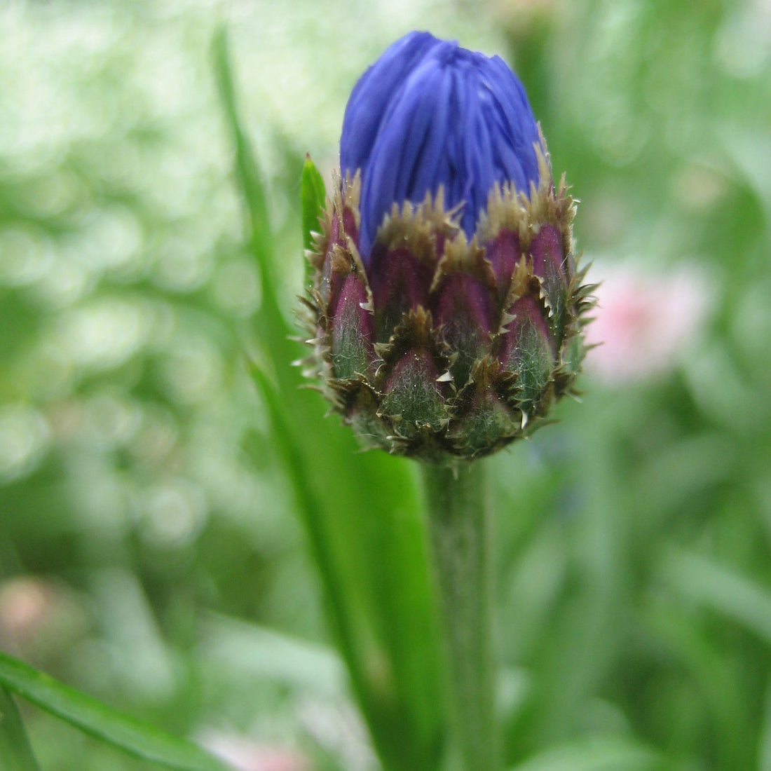 Jubilee Gem Bachelor Buttons vendor-unknown