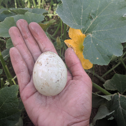 Kars Egg Squash vendor-unknown