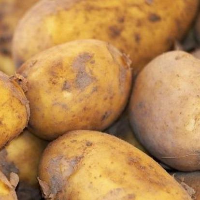 King Harry Potato vendor-unknown